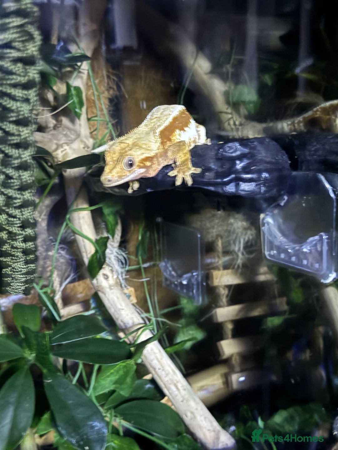 Gecko reptiles for sale: Female lilly white gecko and set up  - Image 4