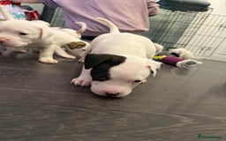 American Bulldog dogs for sale: Ready in 2 weeksbeautiful American bulldog puppies - Image 12