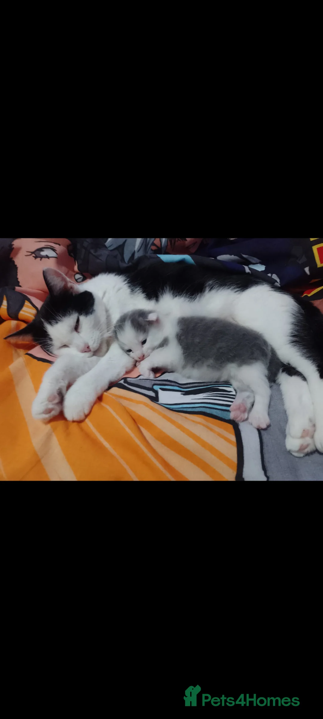 Mixed Breed cats for sale: One little male kitten  - Advert 2