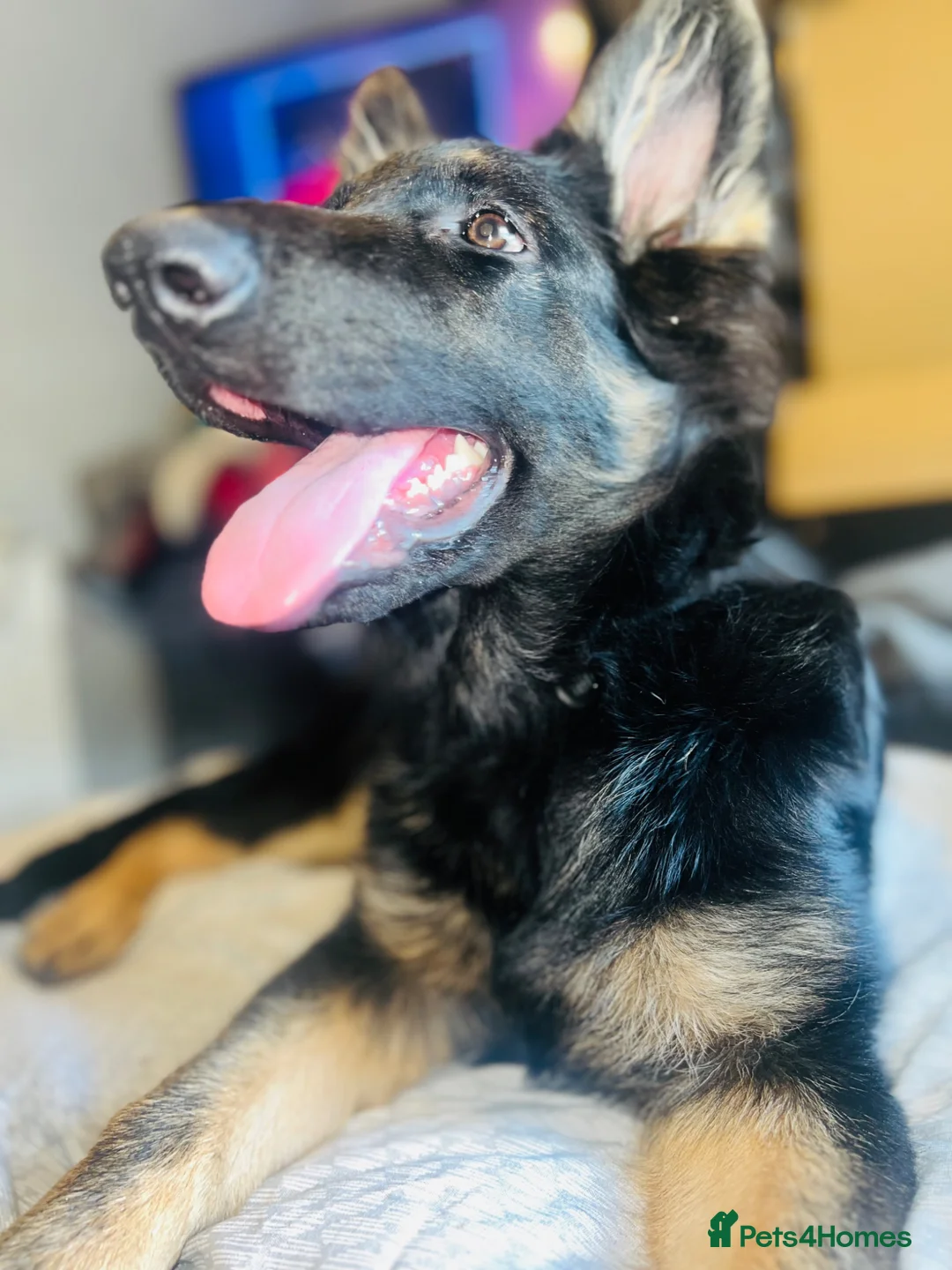 German Shepherd dogs for sale: Bonnie  in Huddersfield - Advert 1