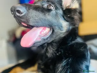 German Shepherd dogs Bonnie - Advert 2