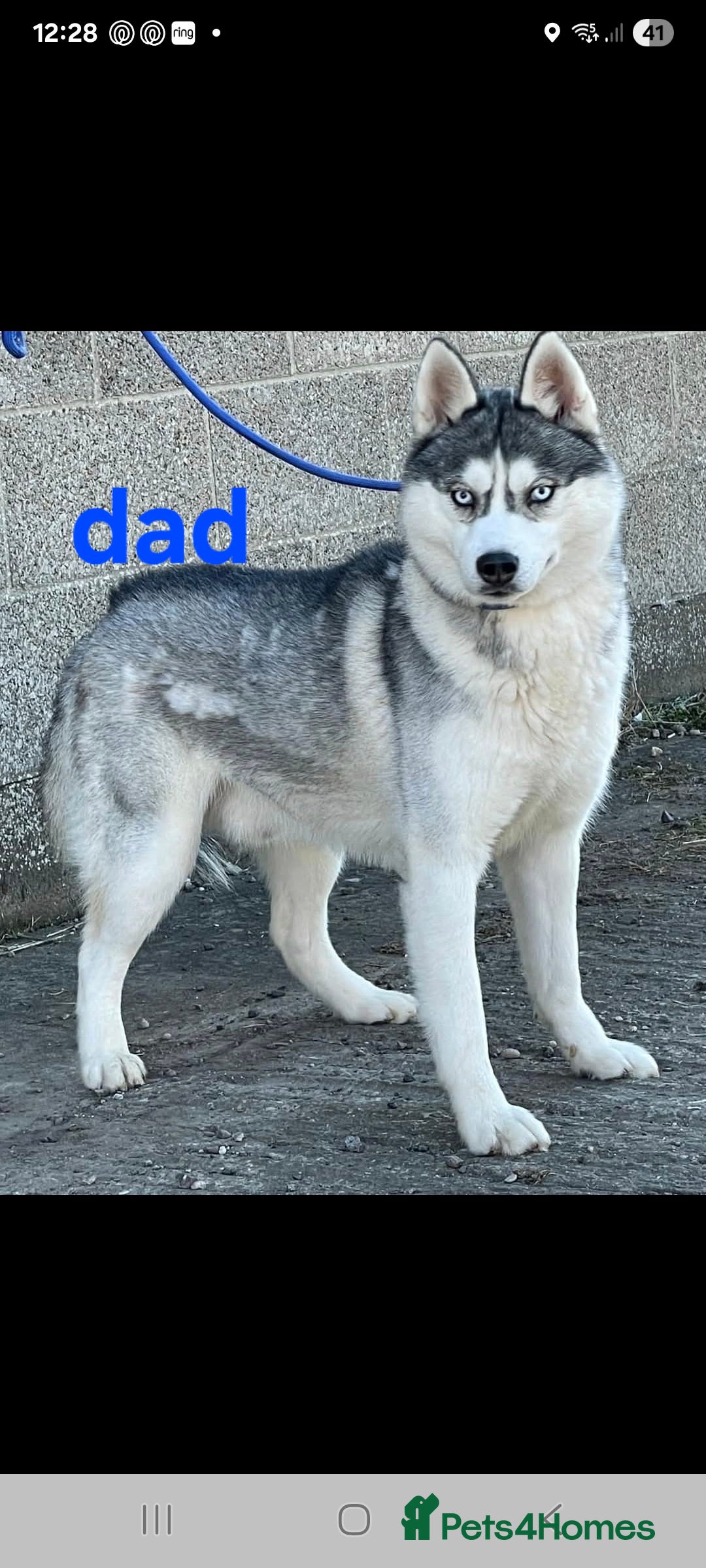 Siberian Husky dogs for sale: Stunning blue eyed siberian husky  - Advert 2