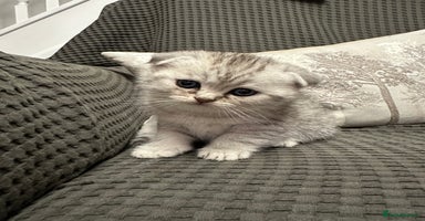 Scottish Fold cats in Peterborough - Advert 13