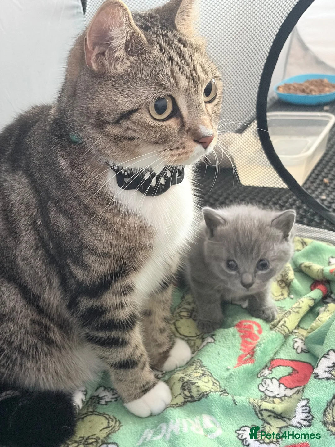 British Shorthair cats for sale: British shorthair tabby’s  - Advert 2
