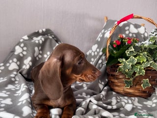 Dachshund dogs “READY NOW” KC Miniature Dachshund🐾🐾 - Advert 1