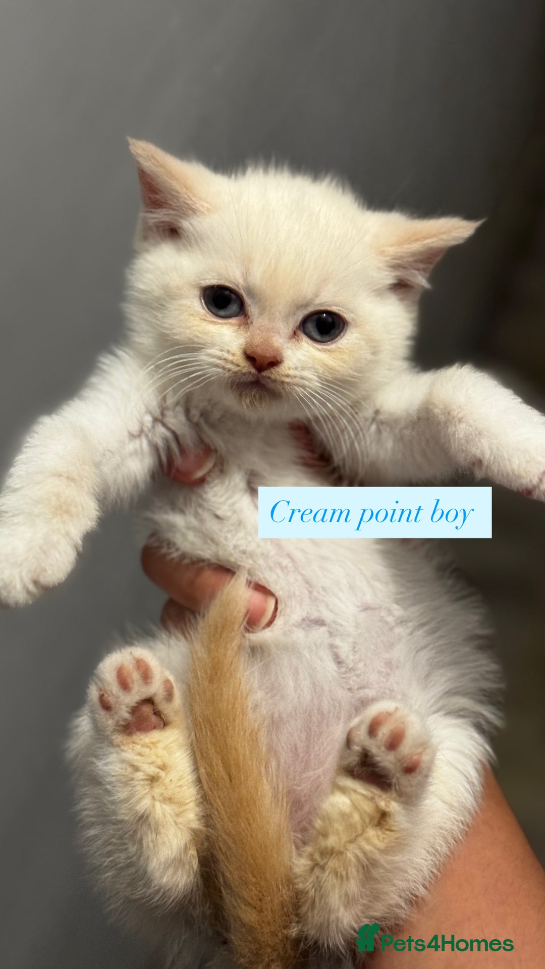 British Shorthair cats for sale: Colourpoint/tortie British shorthair kittens  - Advert 3