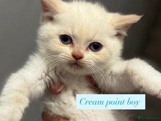 British Shorthair cats - Advert 30