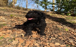 Cockapoo dogs for sale: Cockerpoo female 2 years old  - Image 1