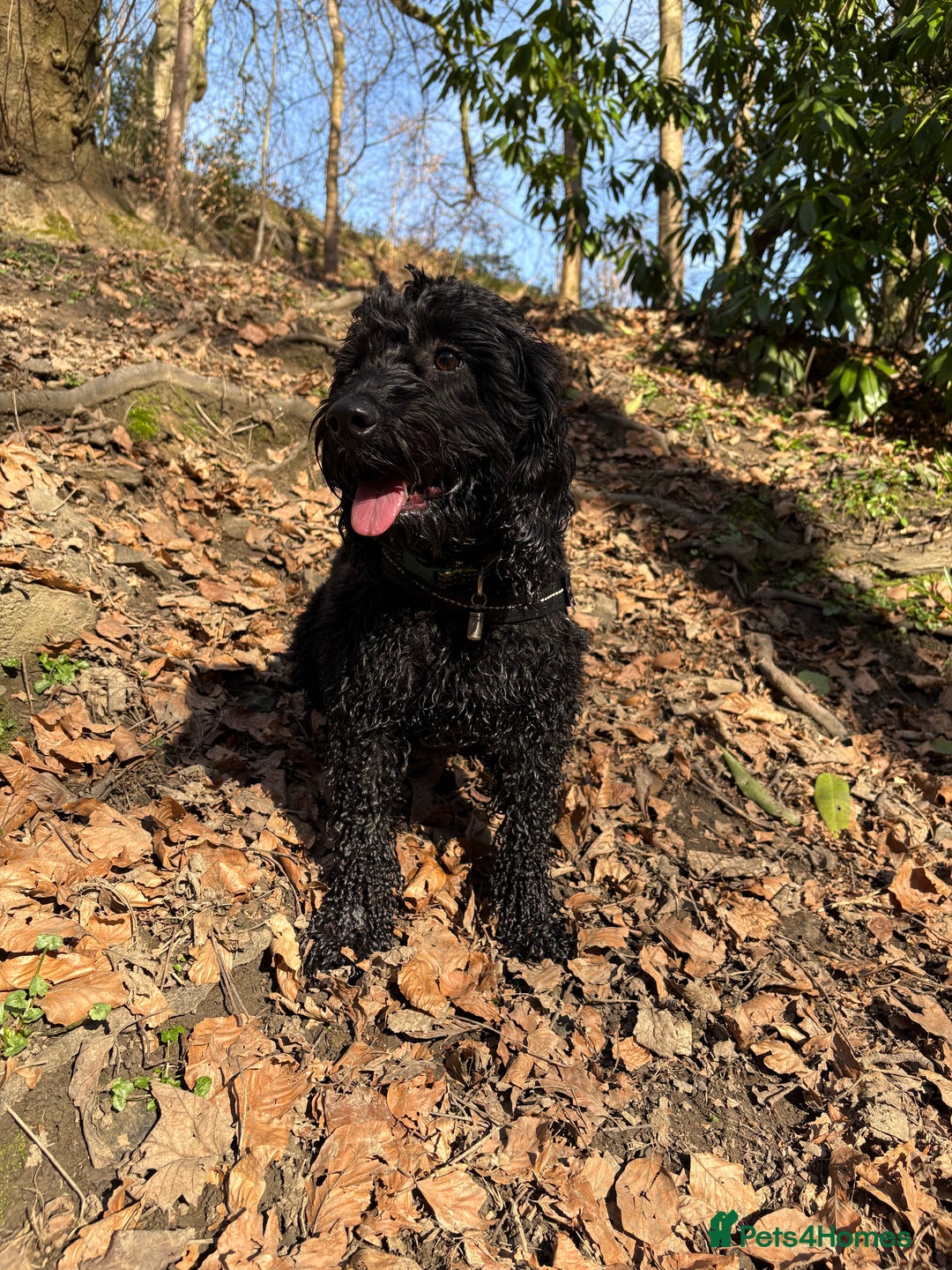 Cockapoo dogs for sale: Cockerpoo female 2 years old  - Image 1