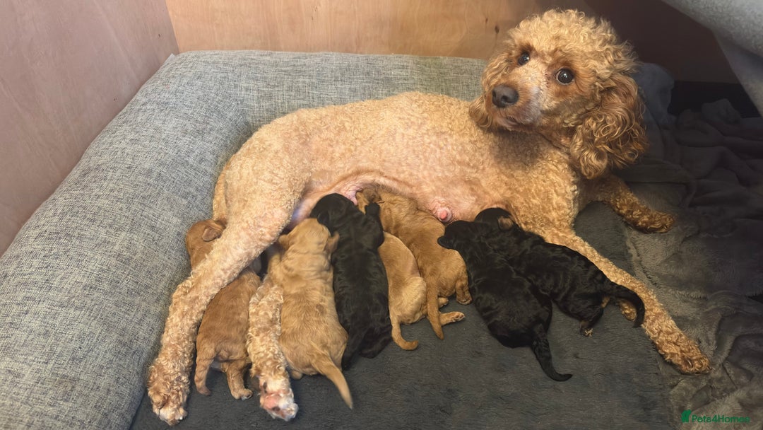 Cockapoo dogs for sale: F1b cockapoos  - Advert 20