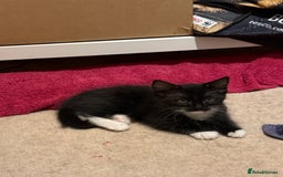Ragdoll cats for sale: Ragdoll kittens for sale  - Image 12