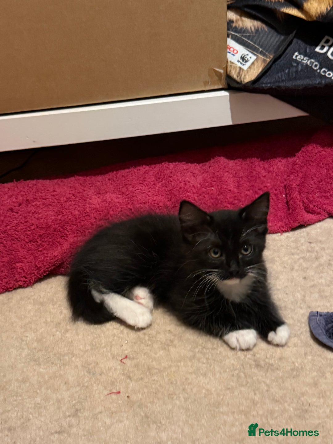 Ragdoll cats for sale: Ragdoll kittens for sale  - Image 12