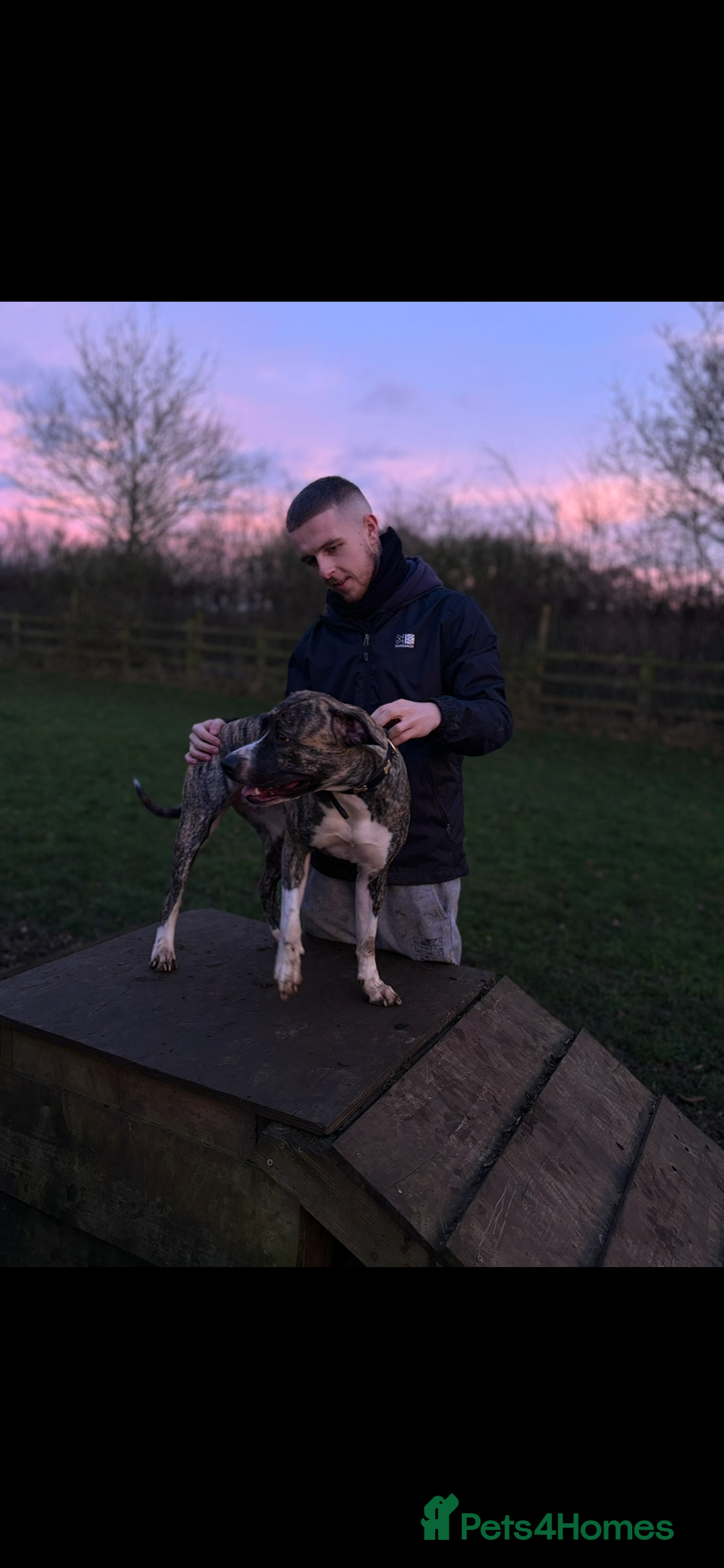 Mixed Breed dogs for sale: Brindle staff X Rottweiler puppy’s  - Advert 4