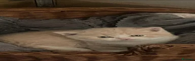 British Shorthair 3 male 