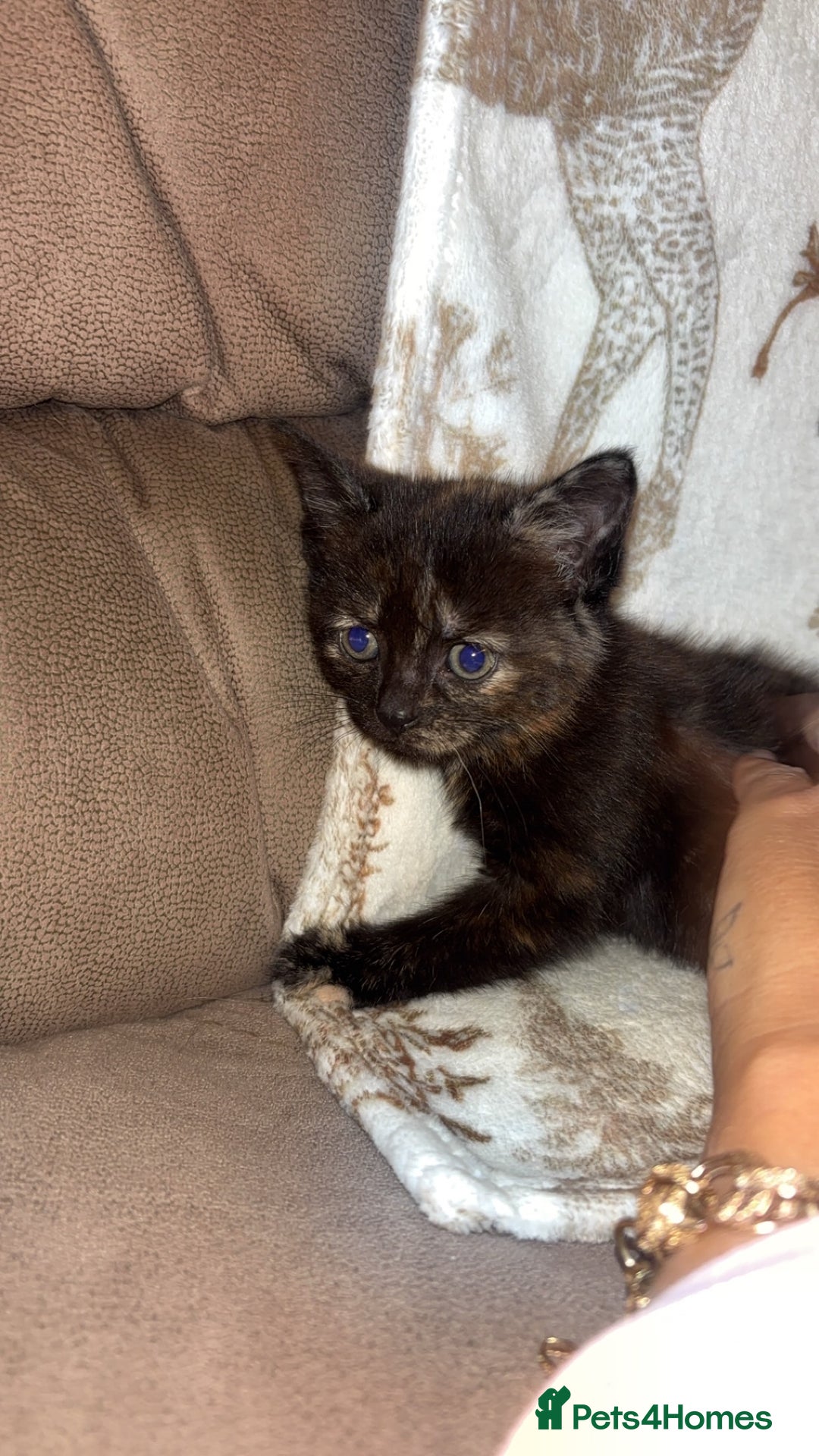 Mixed Breed cats for sale: Calico cross tabby  - Image 15