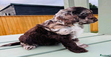 Cockapoo dogs - Advert 4