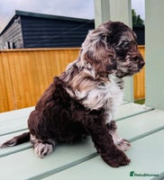 Cockapoo dogs - Advert 4