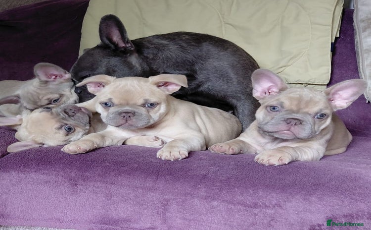 French Bulldog dogs - Advert 4