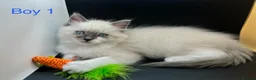 Ragdoll cats for sale: Beautiful Ragdoll Kittens – 3 Girls & 2 Boys  - Advert 8