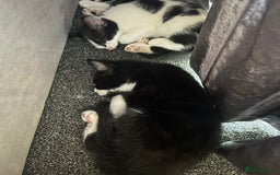 Domestic Shorthair cats for sale: 4 kittens for sale - Image 1