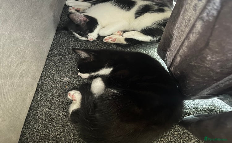 Domestic Shorthair cats - Advert 1