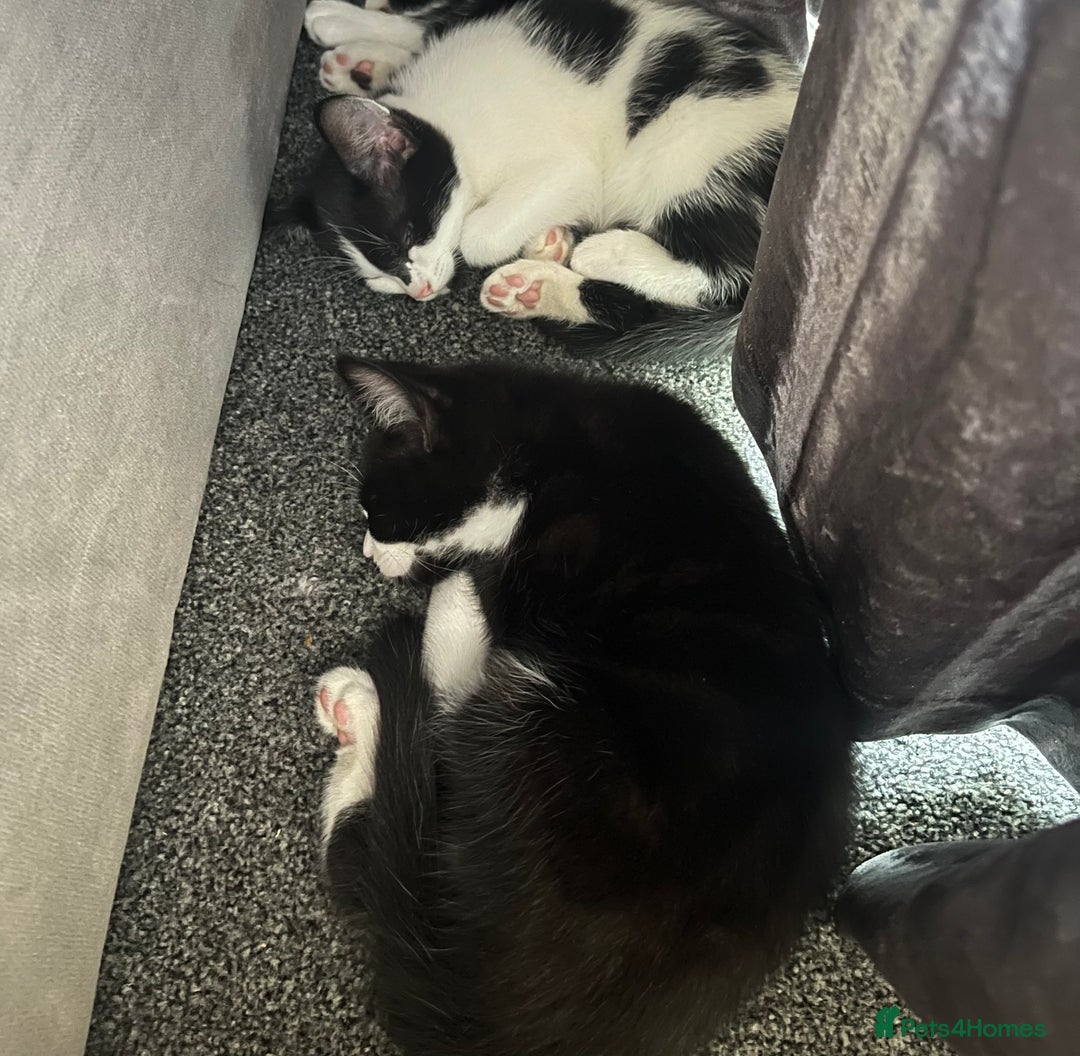 Domestic Shorthair cats for sale: 4 kittens for sale - Image 1