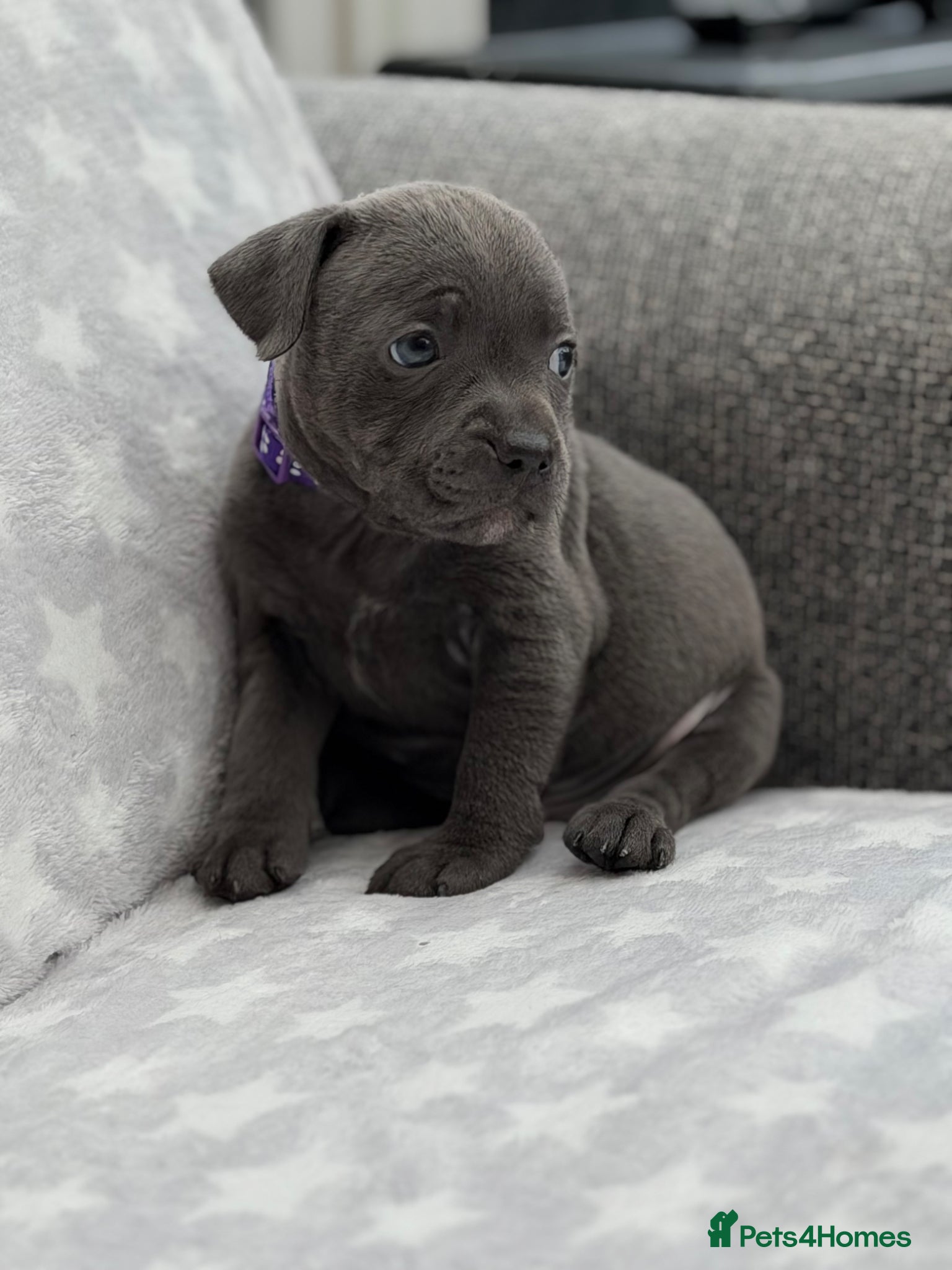 Staffordshire Bull Terrier dogs Kc blue staffordshire bullterrier puppies - Advert 1