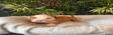 Mixed Breed 6