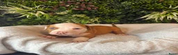 Mixed Breed dogs for sale: Old tyme American bullys - Advert 6