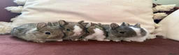 Netherland Dwarf rabbits for sale: Gorgeous Netherland Dwarf bunnies in Carlisle - Advert 3