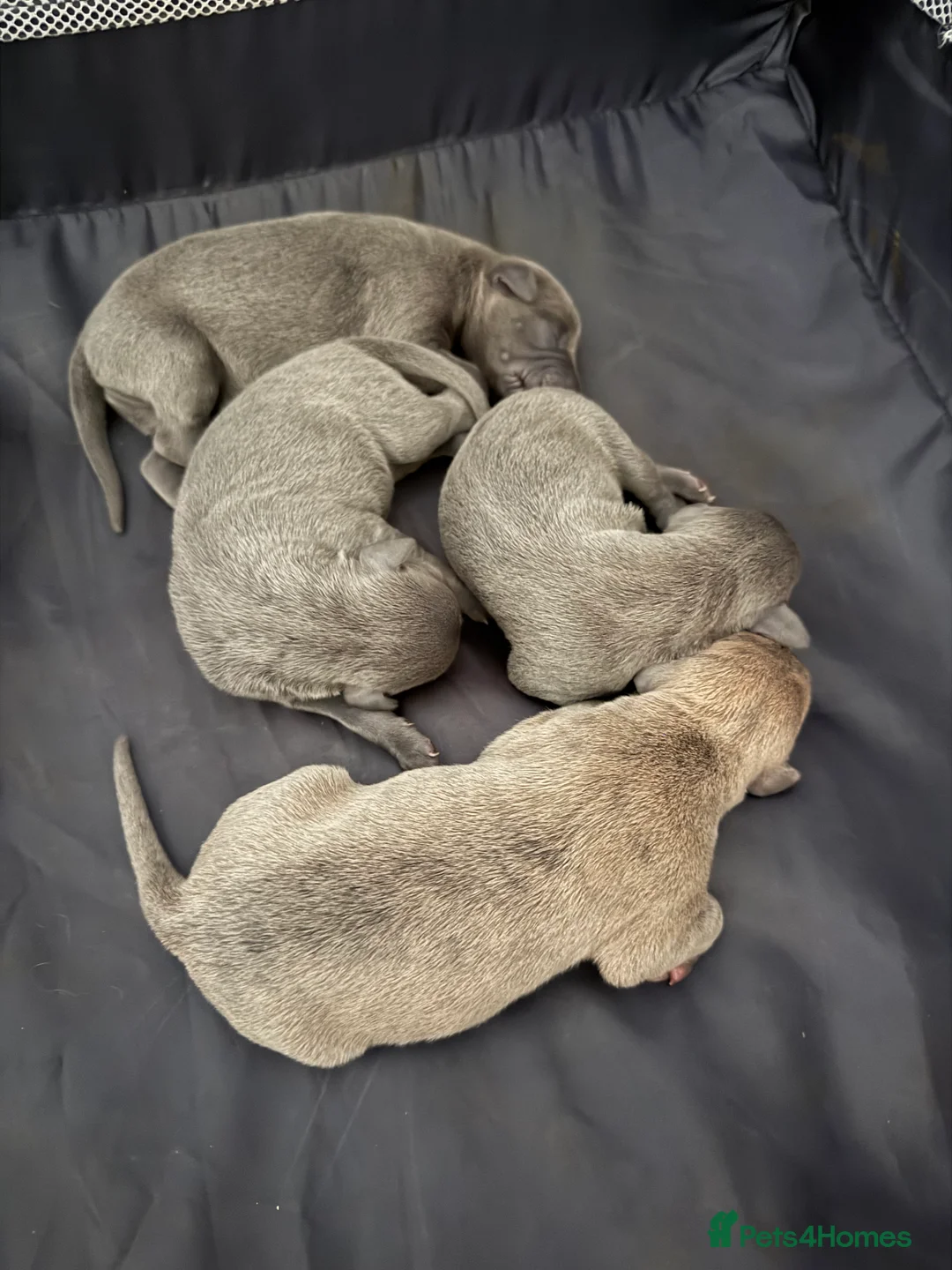 Whippet dogs for sale: Beautiful KC registered whippet pups - Advert 1