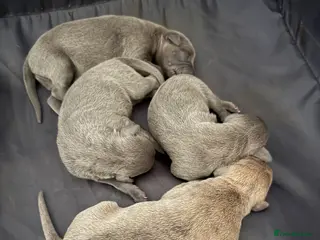 Whippet dogs Beautiful KC registered whippet pups - Advert 3