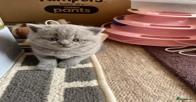 British Shorthair cats - Advert 13