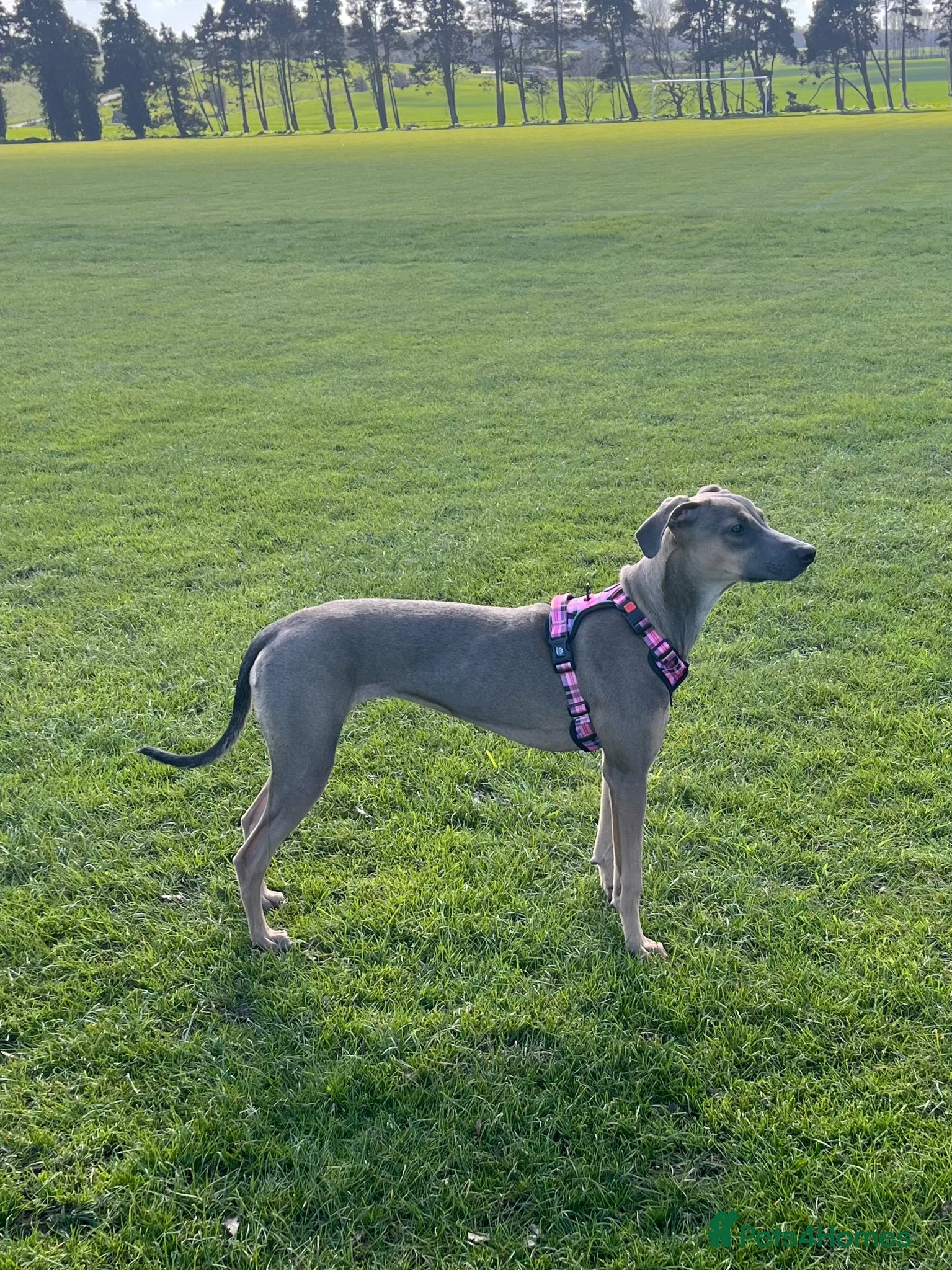 Mixed Breed dogs URGENT REHOME - Advert 1