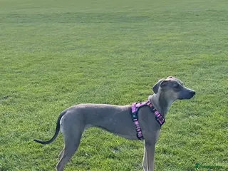 Mixed Breed dogs URGENT REHOME - Advert 1