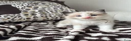 Ragdoll cats for sale: Ragdoll kittens  - Advert 8