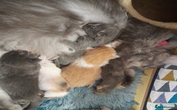Ragcoon cats for sale: Stunning, and chunky ragcoons  - Image 29