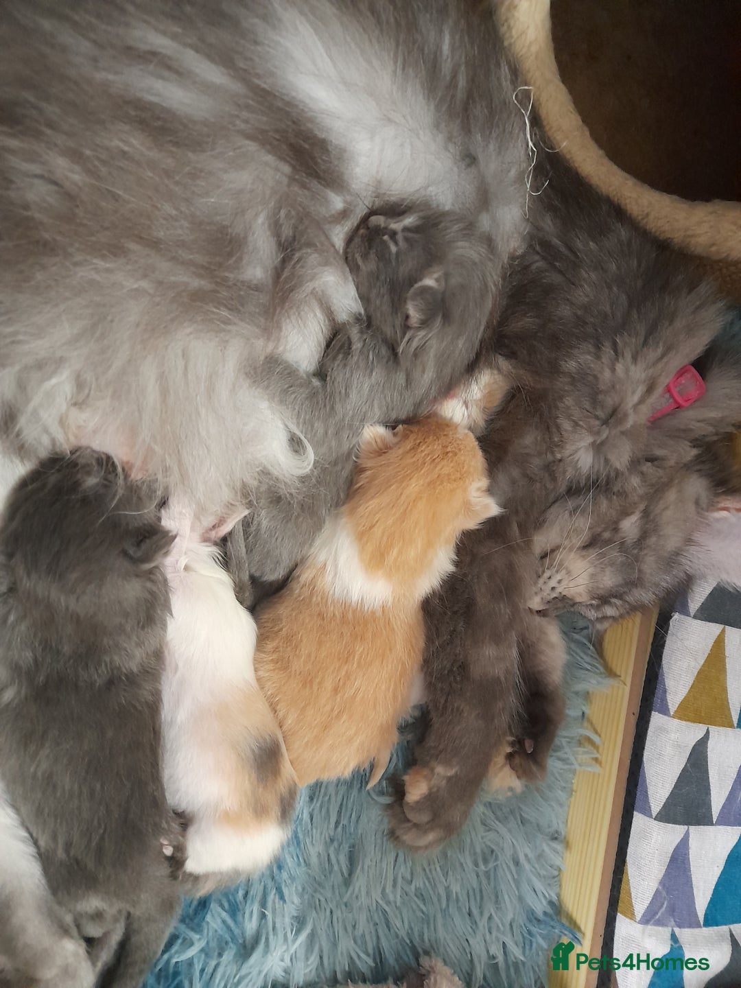 Ragcoon cats for sale: Stunning, and chunky ragcoons  - Image 29