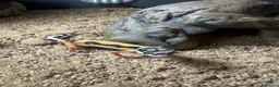 Leopard Gecko reptiles for sale: Female Leopard Gecko and Complete Set-Up in Chelmsford - Advert 1