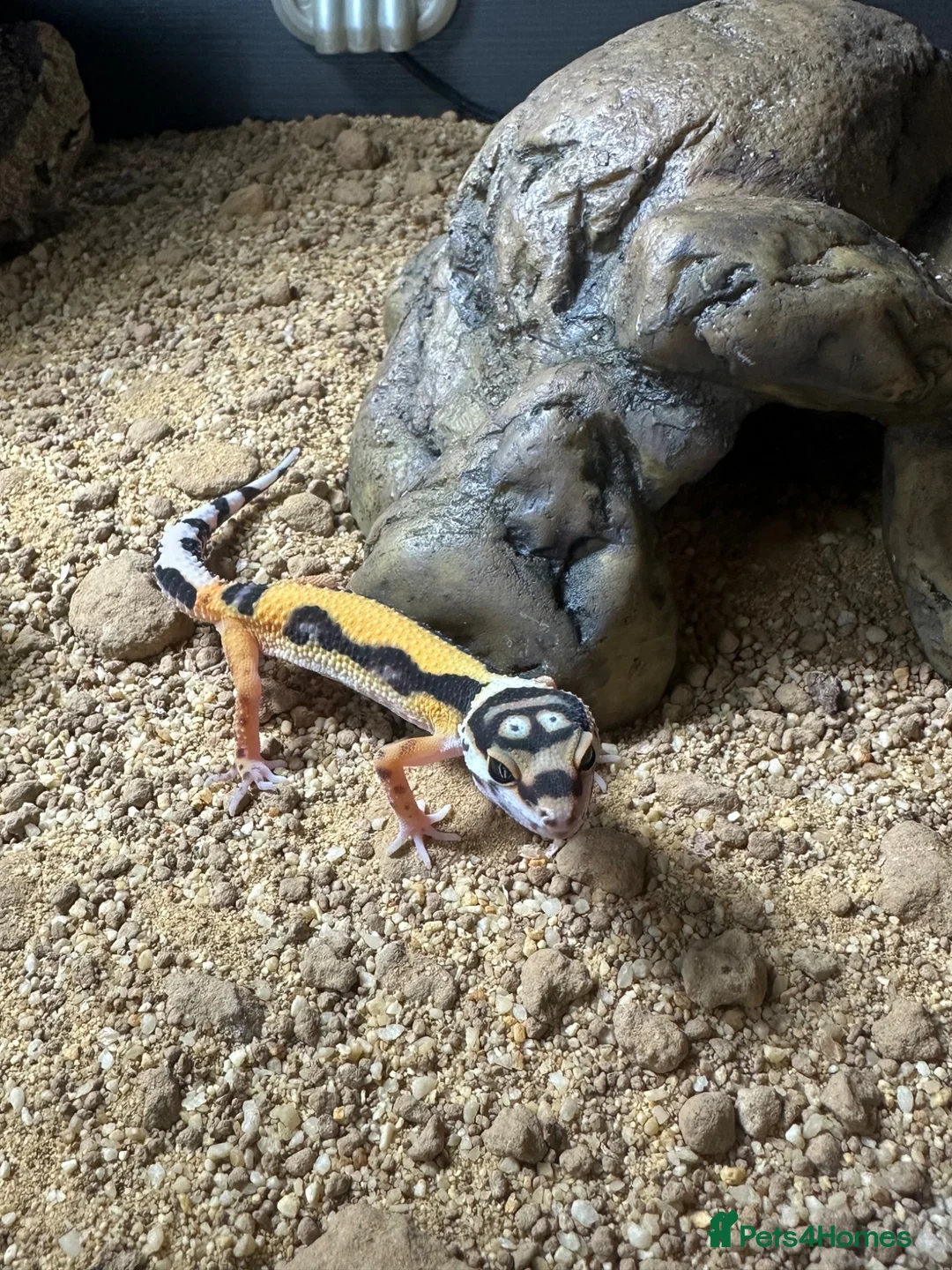 Leopard Gecko reptiles for sale: Female Leopard Gecko and Complete Set-Up in Chelmsford - Advert 1