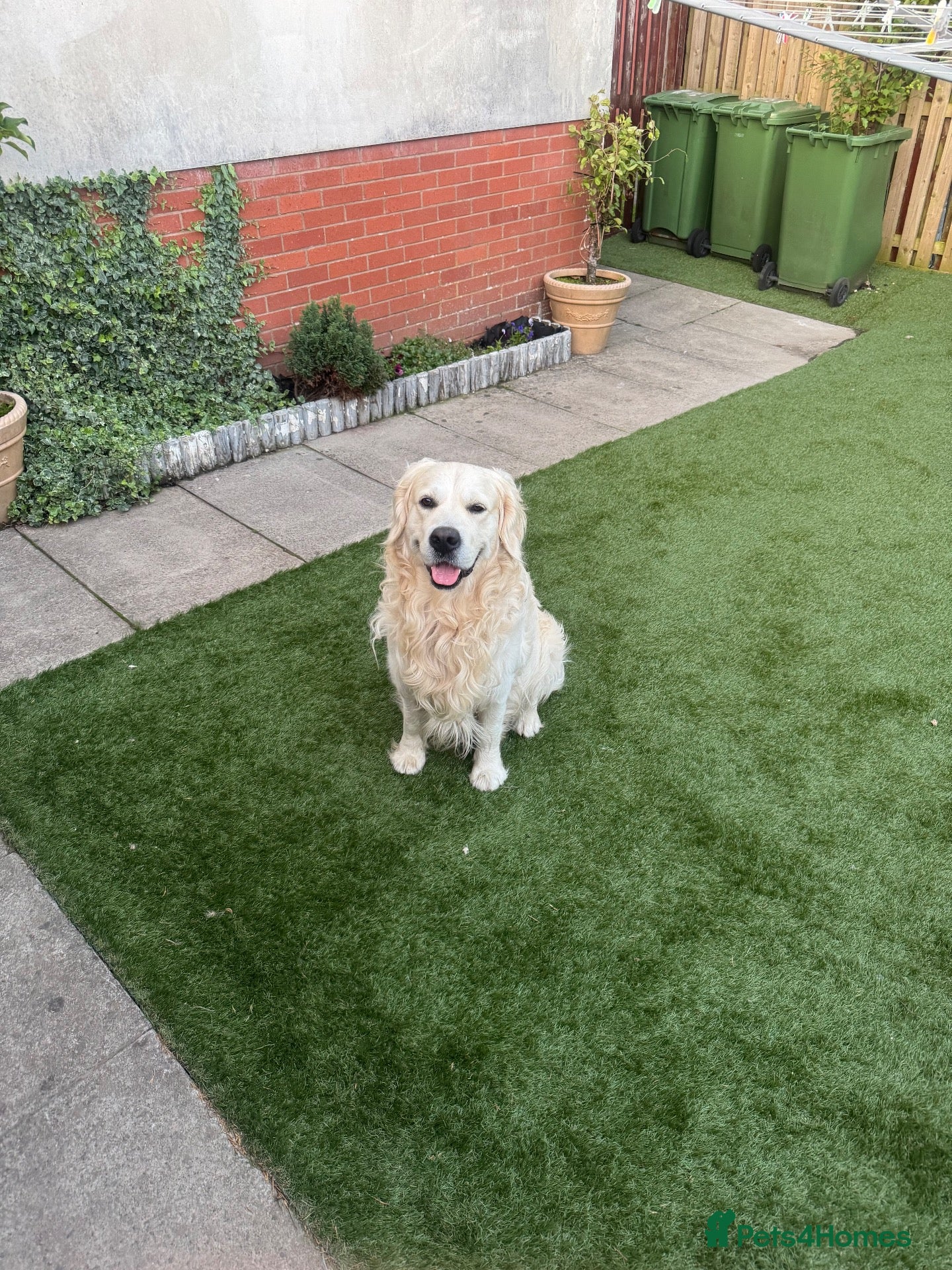 Golden Retriever dogs Zeus for stud  - Advert 1