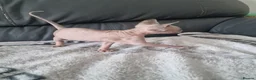 Sphynx cats for sale: Canadian Sphynx Kittens Looking for Loving Homes  - Advert 4