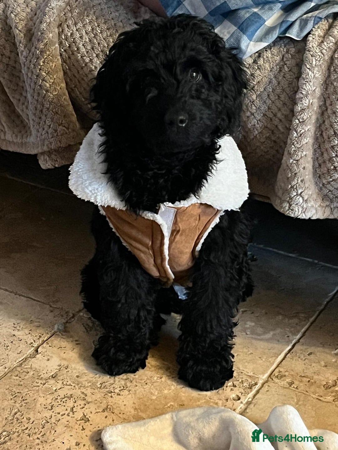 Cockapoo dogs for sale: 2 girls Miniature cockapoo puppies for sale - Advert 6