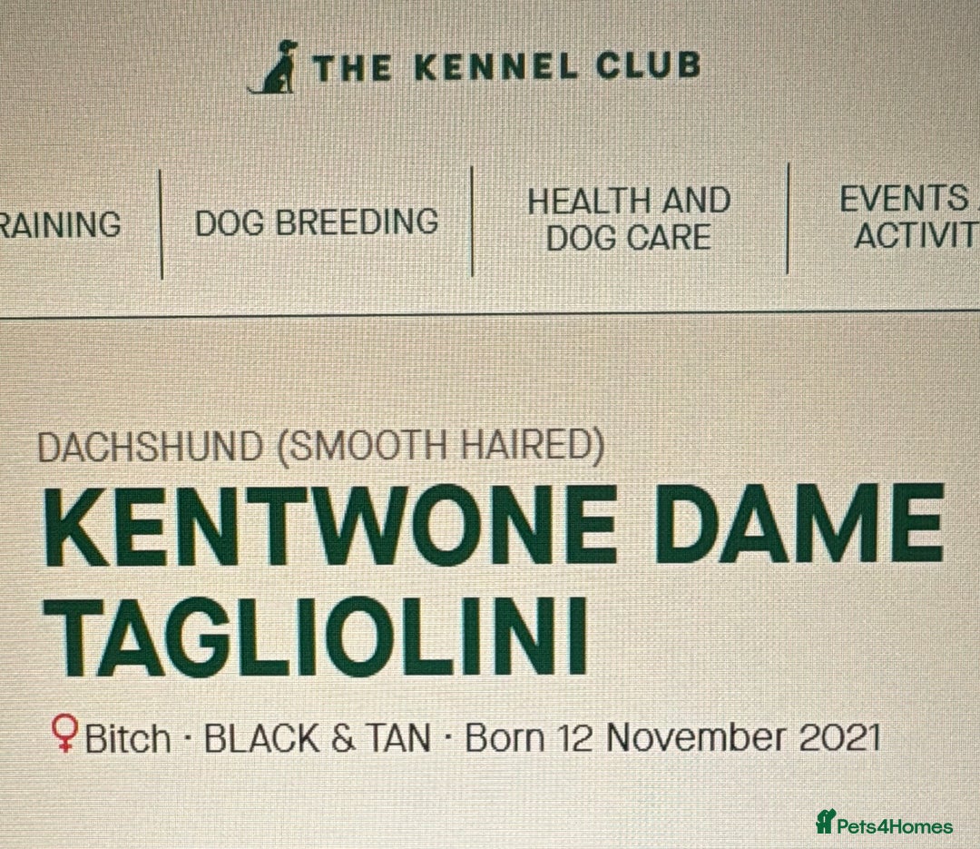 Dachshund dogs for sale: Beautiful Dachshund Puppies – KC Registered Lines - Advert 8