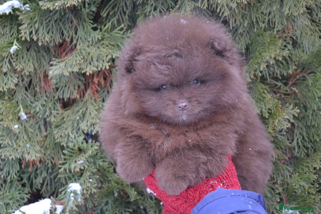 Pomeranian dogs for sale: Chocolate 😍🧸🤎✨ - Advert 3