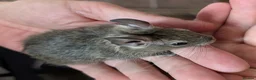 Degus rodents for sale: Lovely Degus ready for their forever homes - Advert 7