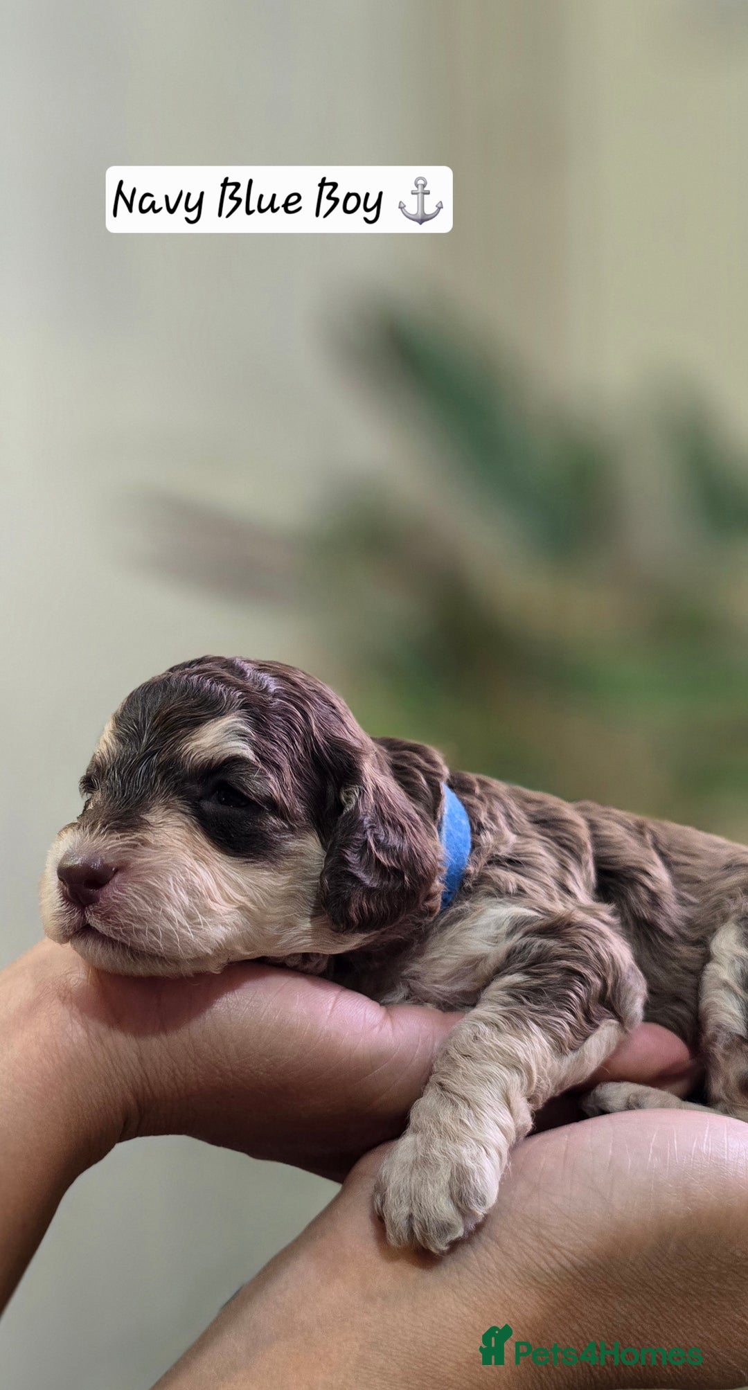 Cockapoo dogs for sale: Cockapoo Puppies Extensive Health Tested - Image 9
