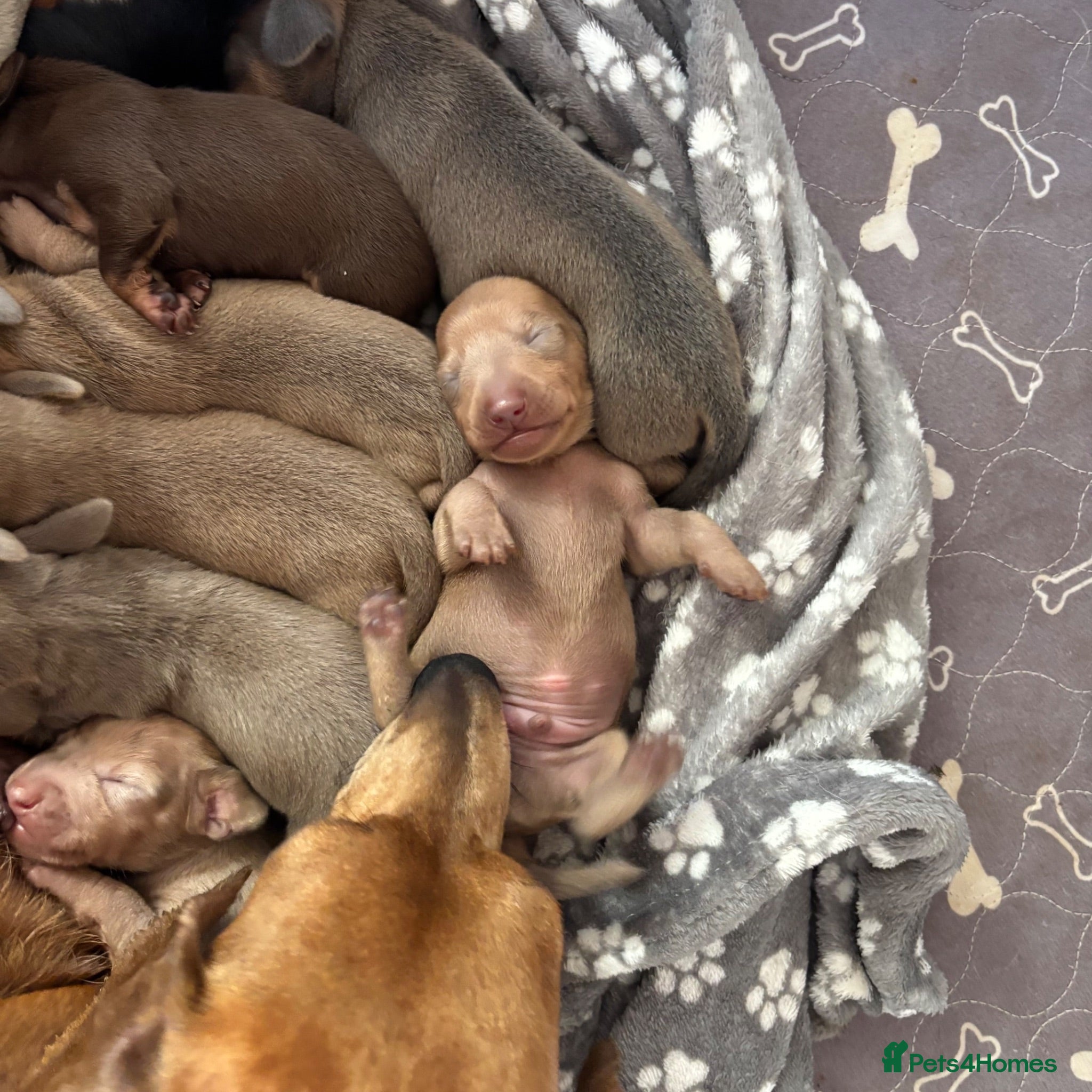 Dachshund dogs Beautiful standard dachshund puppies - Advert 2