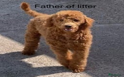Cockapoo dogs for sale: Stunning Cockapoo Puppies - DNA tested parents - Image 9