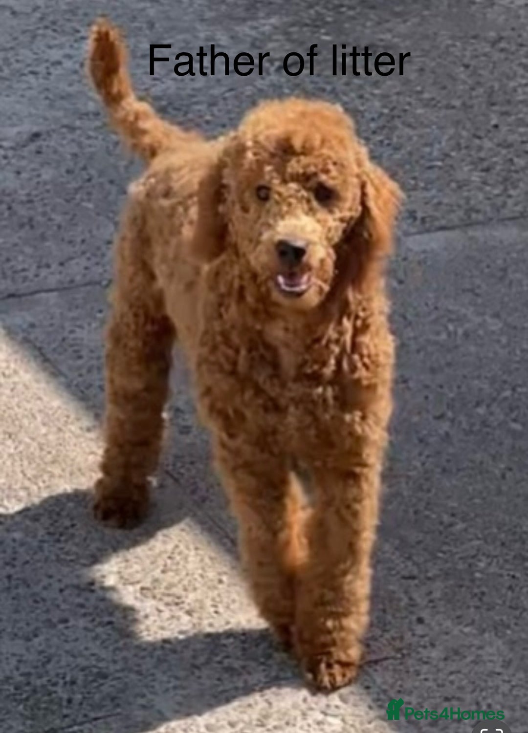 Cockapoo dogs for sale: Stunning Cockapoo Puppies - DNA tested parents - Image 9